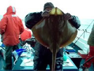 Blonde Ray fishing in the Bristol Channel