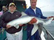 Blue Shark fishing in the Bristol Channel