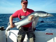 Blue Shark fishing in the Bristol Channel