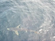 Blue Shark fishing in the Bristol Channel