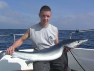 Blue Shark fishing in the Bristol Channel