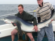 Blue Shark fishing in the Bristol Channel