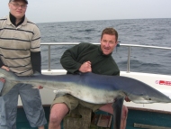 Blue Shark fishing in the Bristol Channel