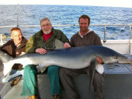 Blue Shark fishing in the Bristol Channel