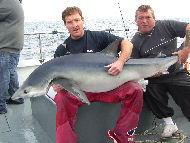 Blue Shark fishing in the Bristol Channel