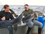 Blue Shark fishing in the Bristol Channel