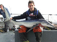 Blue Shark fishing in the Bristol Channel