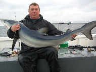 Blue Shark fishing in the Bristol Channel