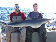 Blue Shark fishing in the Bristol Channel