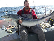 Blue Shark fishing in the Bristol Channel