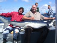 Blue Shark fishing in the Bristol Channel