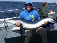 Blue Shark fishing in the Bristol Channel