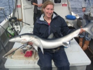 Blue Shark fishing in the Bristol Channel