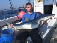 Blue Shark fishing in the Bristol Channel