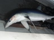 Blue Shark fishing in the Bristol Channel
