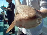 Bull Huss fishing in the Bristol Channel