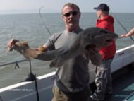 Bull Huss fishing in the Bristol Channel