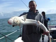 Bull Huss fishing in the Bristol Channel