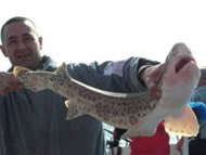 Bull Huss fishing in the Bristol Channel