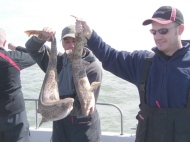 Bull Huss fishing in the Bristol Channel