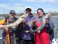 Bull Huss fishing in the Bristol Channel