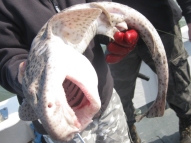 Bull Huss fishing in the Bristol Channel