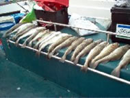 Cod fishing in the Bristol Channel