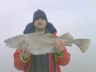 17lb Cod