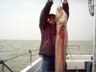 Conger Eel fishing in the Bristol Channel