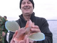 Gurnard