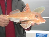 Gurnard