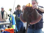 Small Eyed Ray - Tony