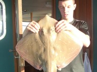 Small Eyed Ray fishing in the Bristol Channel