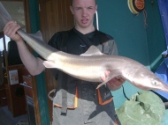 Bristol Channel Spurdog Fishing