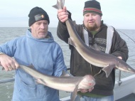 Bristol Channel Spurdog Fishing