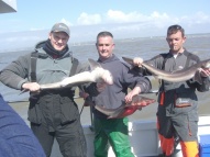 Bristol Channel Spurdog Fishing