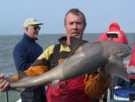 Starry Smoothhound fishing in the Bristol Channel