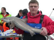 Starry Smoothhound fishing in the Bristol Channel