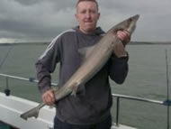 Starry Smoothhound fishing in the Bristol Channel