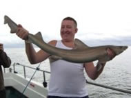 Starry Smoothhound fishing in the Bristol Channel