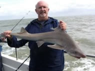 Starry Smoothhound fishing in the Bristol Channel