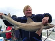 Starry Smoothhound fishing in the Bristol Channel