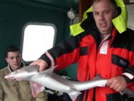 Starry Smoothhound fishing in the Bristol Channel