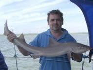 Starry Smoothhound fishing in the Bristol Channel
