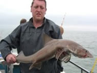 Starry Smoothhound fishing in the Bristol Channel