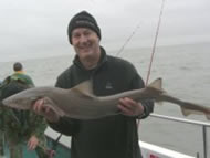 Starry Smoothhound fishing in the Bristol Channel