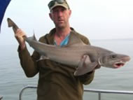 Starry Smoothhound fishing in the Bristol Channel