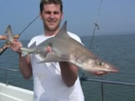 Starry Smoothhound fishing in the Bristol Channel