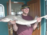 Starry Smoothhound fishing in the Bristol Channel