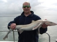 Starry Smoothhound fishing in the Bristol Channel